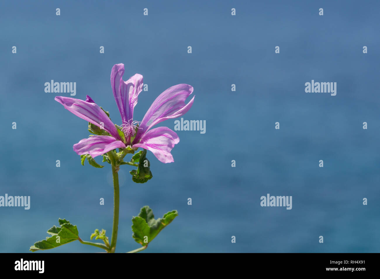 Fleur rose avec des feuilles vertes en face de la mer de colle. Banque D'Images