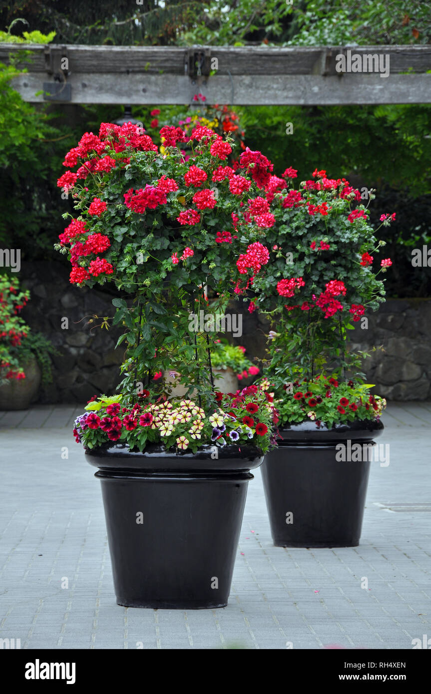Fleur noire deux semoirs avec géraniums rouges et autres fleurs sur patio de brique Banque D'Images