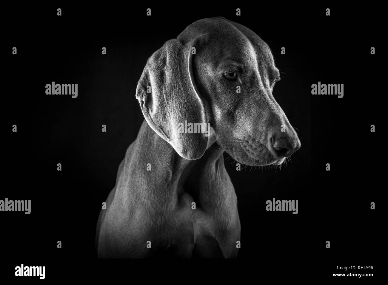 Noir & Blanc, Portrait de chien d'arrêt Banque D'Images