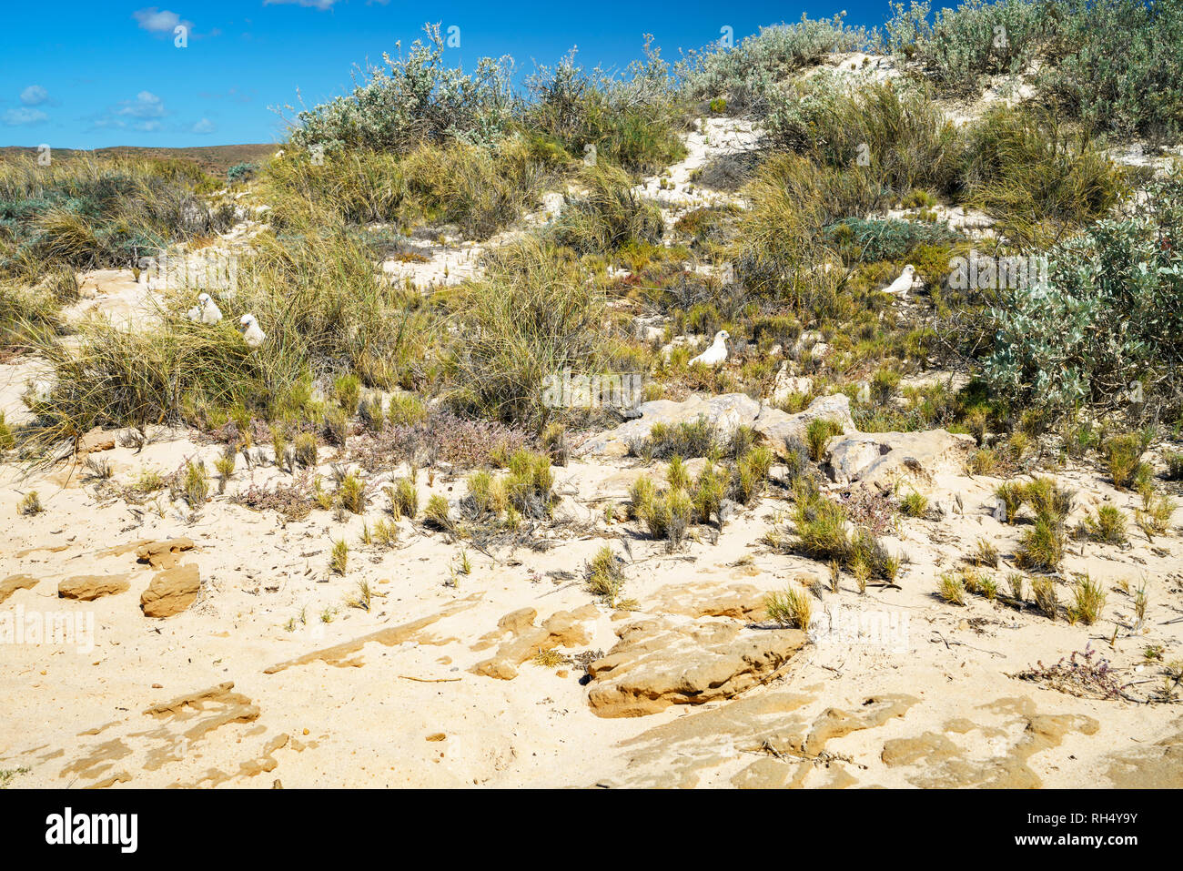 Beaucoup de cacatoès blanc dans les dunes de sable blanc du cape range national park Banque D'Images
