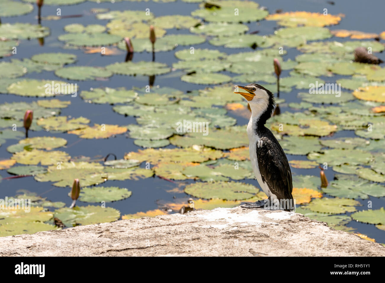 Grand Héron cendré Ardea, assise sur un rocher, en face de l'eau étang Banque D'Images