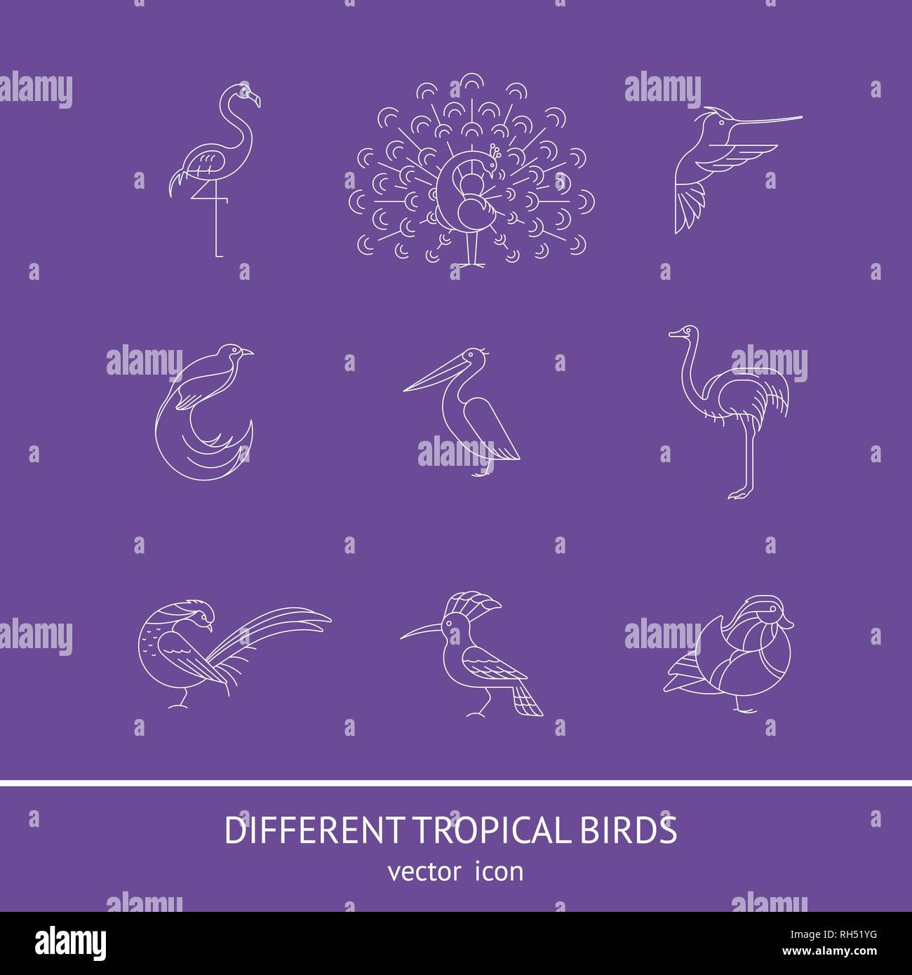 Les oiseaux sont des espèces différentes. Icon Set linéaire. Peut être utilisé pour le logo, print, web site Illustration de Vecteur