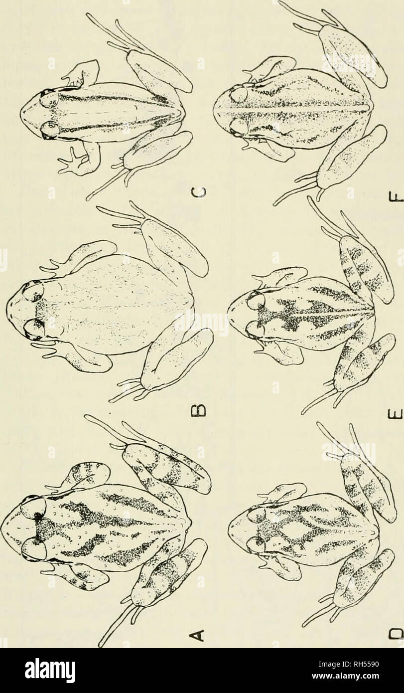 . Breviora. CIIILICAN KlJI 15)60'SOI'JllS. k ; o o c k5 a, comme o une bJD. Veuillez noter que ces images sont extraites de la page numérisée des images qui peuvent avoir été retouchées numériquement pour plus de lisibilité - coloration et l'aspect de ces illustrations ne peut pas parfaitement ressembler à l'œuvre originale.. L'Université de Harvard. Museum of Comparative Zoology. Cambridge, Mass., du Museum of Comparative Zoology de l'Université Harvard Banque D'Images