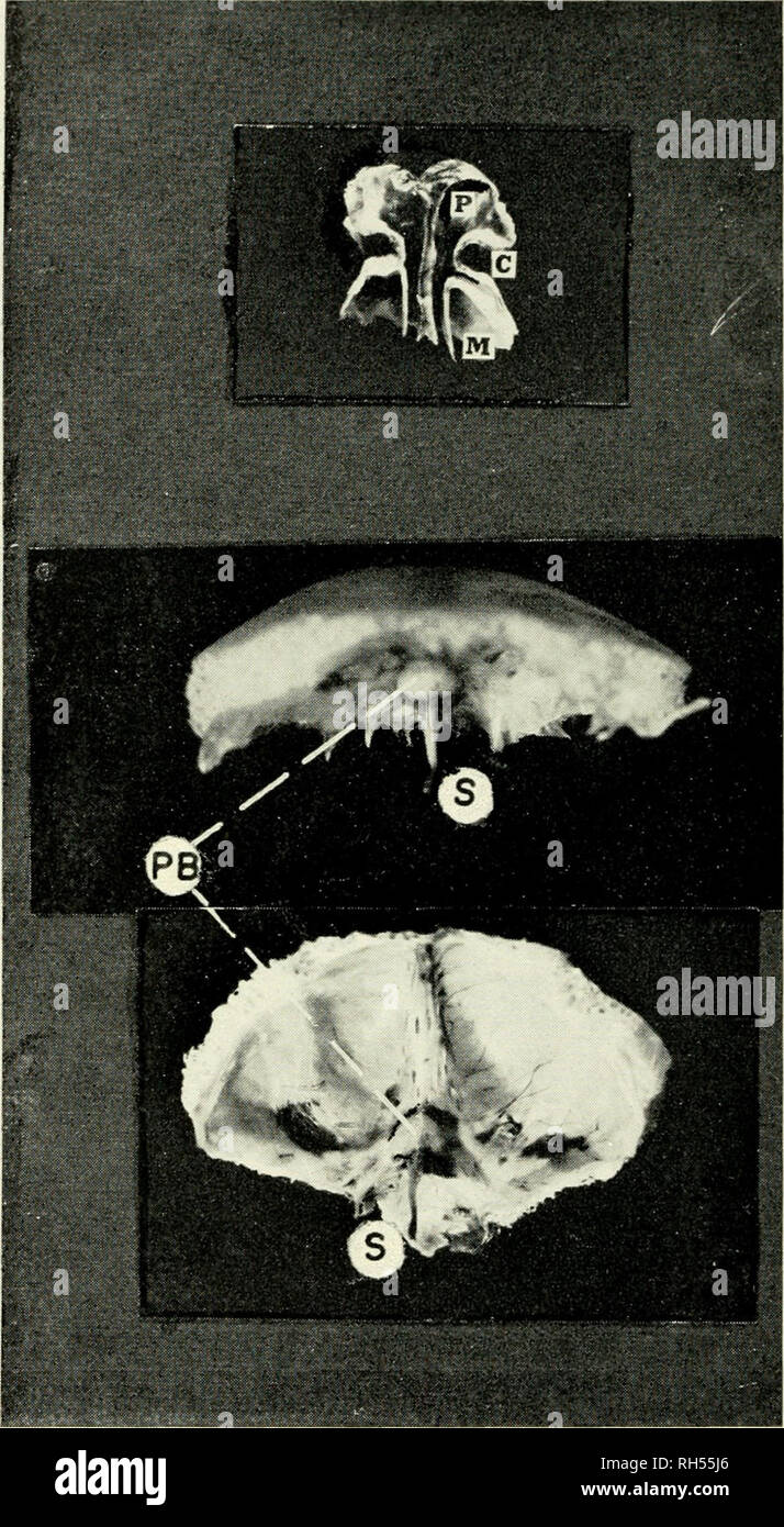 . Breviora. 18 BREVIORA No 170 FIG 3 FIG 4 FIG B. Figure 3. Les chambres de la section tlirough nasale en coupe verticale frontale montrant le bulbe olfactif (postérieur) ou de détente (P) dans le bulbe olfactif qui dépasse condha (C) recouvert d'épithélium olfactif jaune. Ci-dessous est considérée une partie de la chambre moyen (M). Les deux chambres sont di^ajouté par le sepfiiin. Ils se connecter vers l'witli la chambre antérieure et la narine externe. Taille de la vie. Figure 4A. Photographie, life size, de corps pinéal (PB) couché dans cavité peu profonde de l'ealvarium posteroanterior, vue. La manette (S) dépasse vers le bas. Figu Banque D'Images