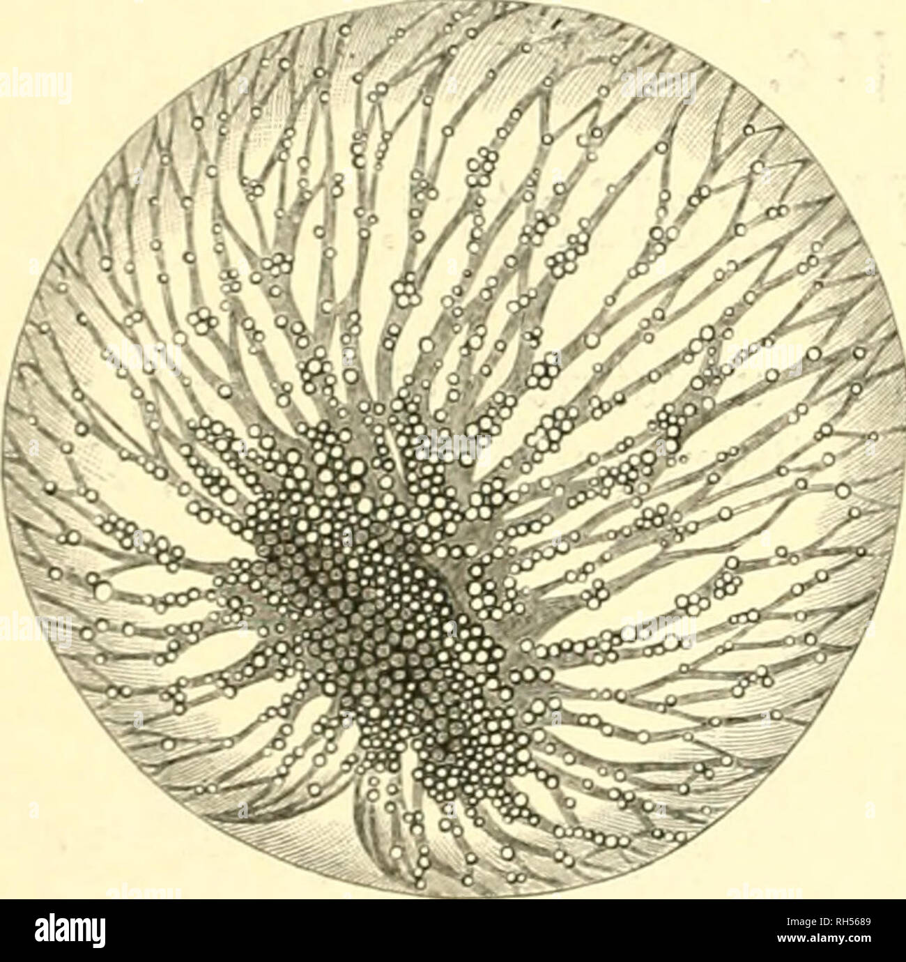 . Brehms Tierleben ; allgemeine kunde des thierreichs. Mit 1910 abbildungen im text, 11 karten und tafeln und 180 dans farbendruck holzschnitt.. Le comportement animal ; zoologie ; 1932 Geral. CeucÃ¶ttiercften (Noctiluca milia ris). ¶Ãert cergrÃ 150 mal. 2Me ^^un3er9eif5lev (Diuoflagellata, f. Sibtnlbuiuj Â©. 681) Ijaden panscr ^anU fefte feljr bavocfer uon oft©eftalt jroei unb Â Â©ei^gercÃ¼l : cln eine ber;pinb;en Â©ei^^IagcÃ¼aten j el ber, entfpredjenbe ngicridjtnng¤SÃ ber dans l'unb gelegene eine quere, bie dans nxÃ¤)eine  %c§ ^autpanjerio eingcfdjiagen be fann werben. Intcrc anteften xk[)Â©eifeelinfuforicn Banque D'Images