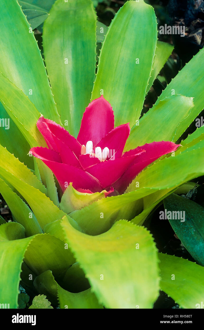 Close up of Guzmania lingulata avec des fleurs blanches entourées de bractées vert et rouge vif en été Banque D'Images