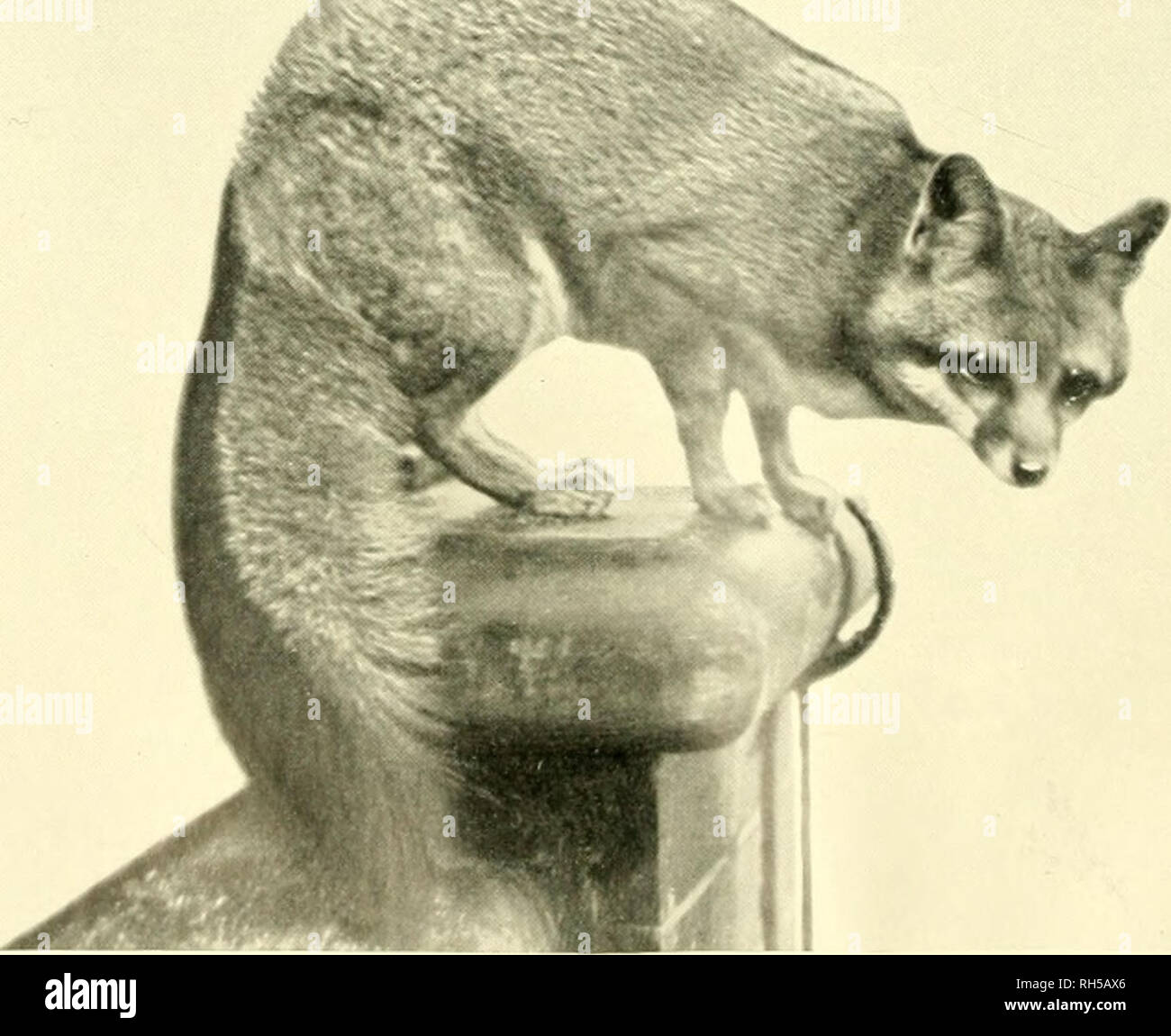 . Brehms Tierleben. Allgemeine kunde des Tierreichs. Zoologie ; le comportement animal. 5. fcnnck, Canis zerda Zimm. ' . Nat. Gr., art. S. 163. - P. Kotiie-Berlin phot.. Ö. Öraufuchs Caiiis, cinereo-argentatus Schreb. '/Nat. Gr., s.S. 161. - C. S. BC-rridge, F.Z. S.-Loiulon pliot.. Veuillez noter que ces images sont extraites de la page numérisée des images qui peuvent avoir été retouchées numériquement pour plus de lisibilité - coloration et l'aspect de ces illustrations ne peut pas parfaitement ressembler à l'œuvre originale.. Brehm, Alfred Edmund, 1829-1884 ; Zur Strassen, Otto L. ,- 1869 ; Heck, Ludwig, 1860- ; Hempelmann, Friedr Banque D'Images