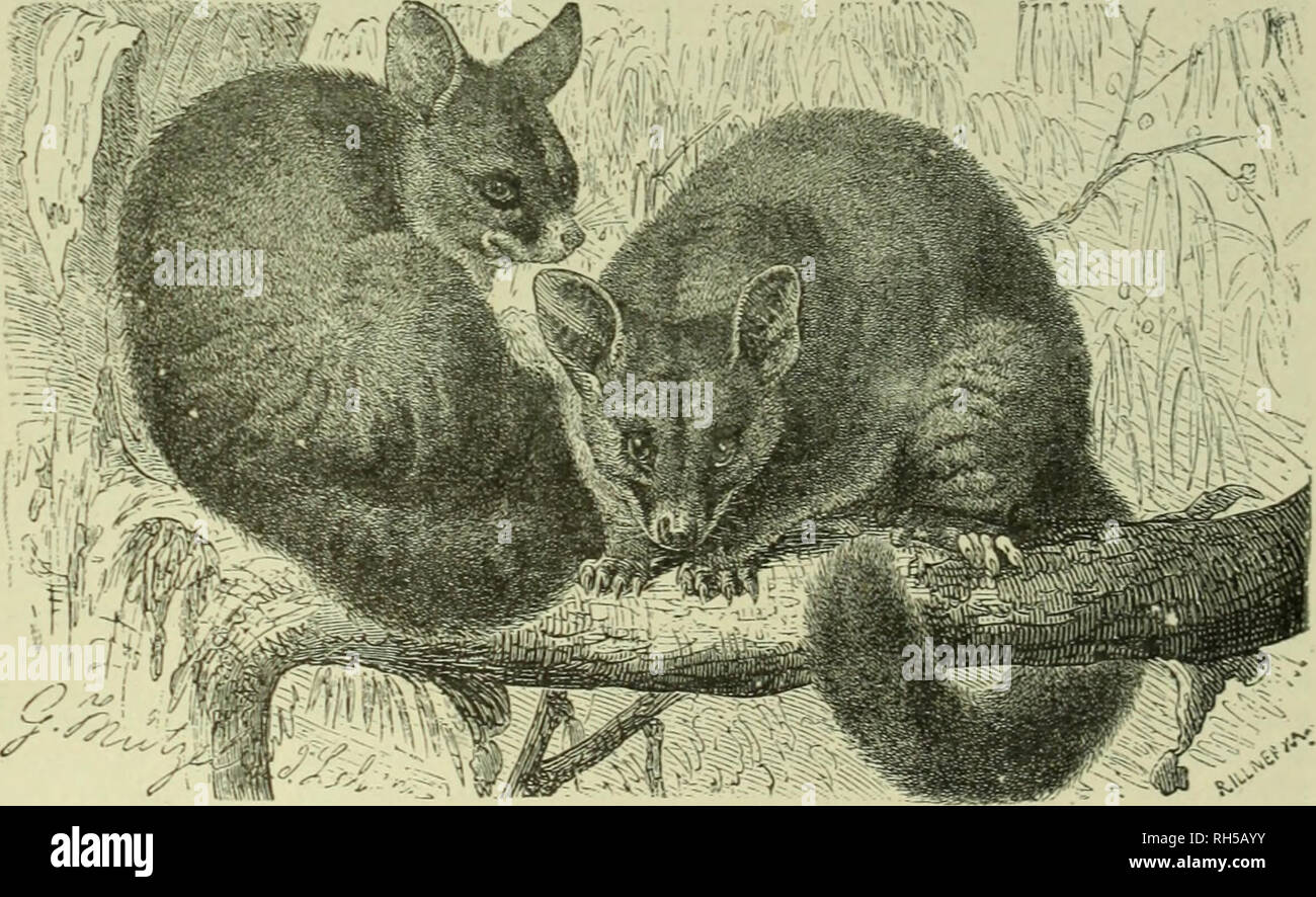 . Brehm's de la vie des animaux : une histoire naturelle pour l'instruction populaire accueil et pour l'utilisation d'écoles. Mammalia. Mammifères marins ; le comportement animal. OE KOALA BEAR BOUFFANT AUSTRALIENNE. Combinant plusieurs â¢caractéristiques de la supporter et de la paresse, bien qu'un vrai marsupial, le koala, avec son corps trapu, museau court, et une grosse tête est un des plus singuliers et intéressants animaux arboricoles de l'Australie et de Tasmanie. 4.Phascolarctus). cutereus pas vivre dans des terriers, mais sur les arbres, dans les bois, â¢surtout lorsqu'il y a de tree-écrous. Il y a plus d'entre eux sur le Ceram et buru que sur Ambo Banque D'Images