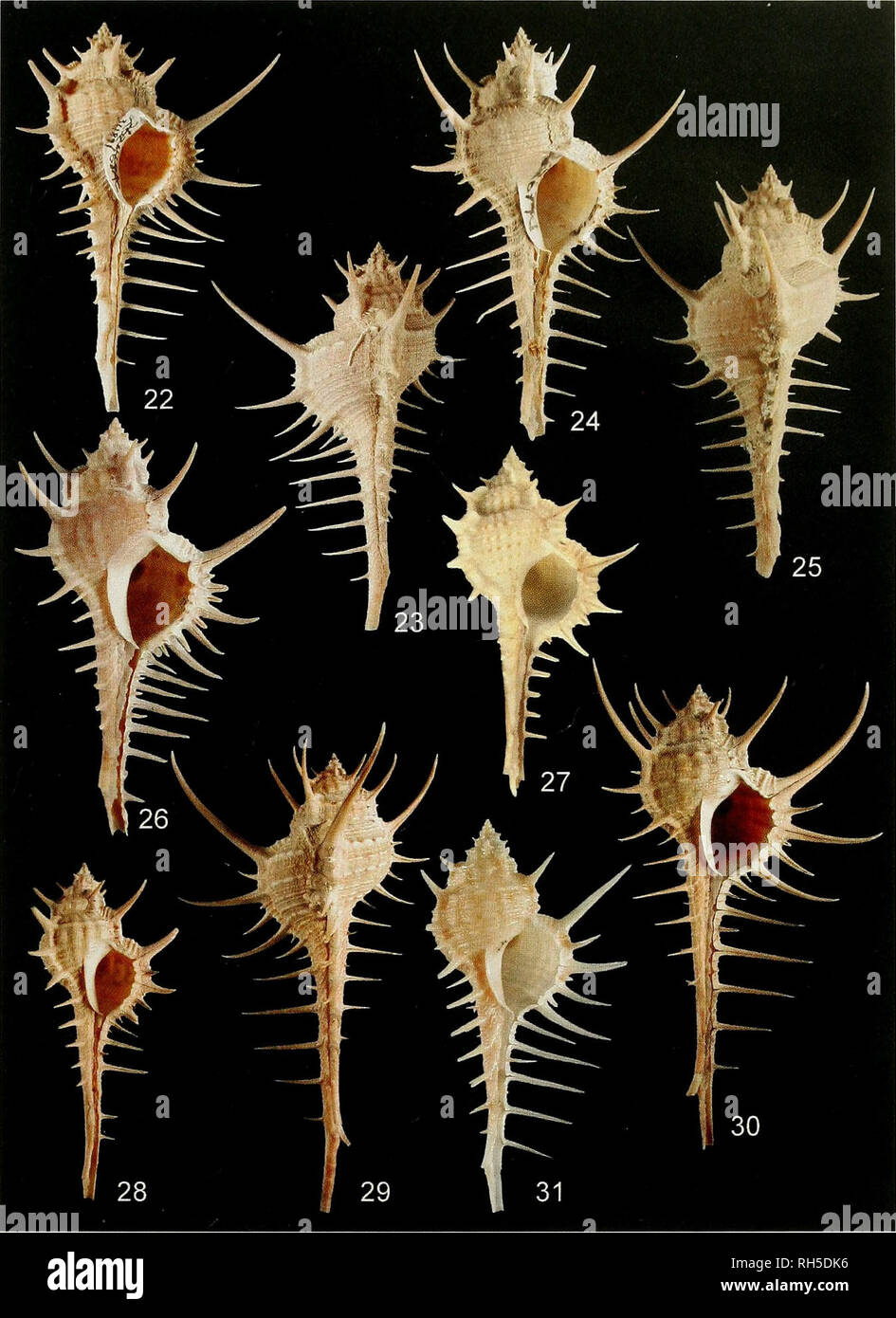 . Breviora. La zoologie, la paléontologie. 20i : DEUX NOUVELLES ESPÈCES DE S.S. MUREX. Les figures 22-31. (22-26) Murex indicus nouvelles espèces ; (22, 23) L'Inde, le Gujarat, 63 miles à l'ouest de Mangrol, 21°11'N, 69°16'E, 70 et 71 m, 79,3 mm, l'holotype MCZ 361891 ; (24, 25) L'Inde, 48 miles au sud-sud-ouest de Dwarka, Gujarat, 22°3'N, 68°19'E, 79-88 m, 81,5 mm, paratype MCZ 361892 ; (26) au large de l'Inde, 83,8 mm, coll. L'HUMIDITÉ RELATIVE. (27-30) carbonnieri Murex (Jousseaume, 1881) ; (27) d'Aden, Mer rouge, 65,2 mm, lectotype MNHN (photo MNHN) ; (28) L'Inde, Puri, Orissa, 74,6 mm, MCZ 277715 ; (29, 30) Singapour, 102,3 mm, coll. L'HUMIDITÉ RELATIVE. (31) forskoehlii Schmidthof Murex, 1798. Golfe o Banque D'Images