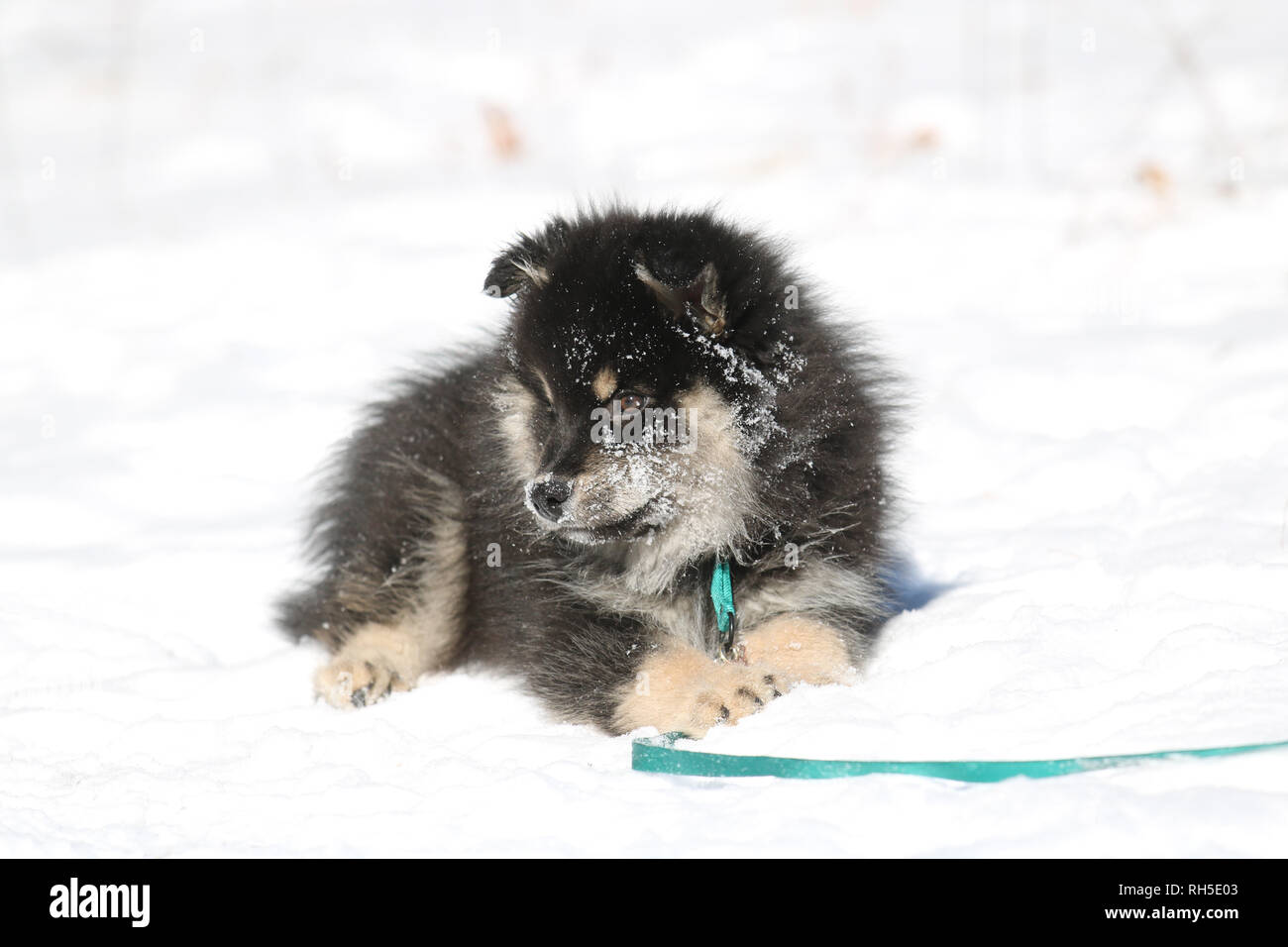 Un jeune chiot Finnish Lapphund couché dans la neige Banque D'Images