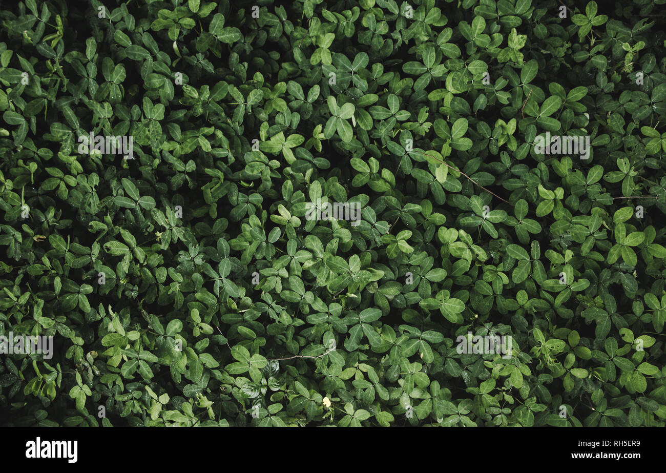 Résumé fond vert foncé - petite plante texture Banque D'Images