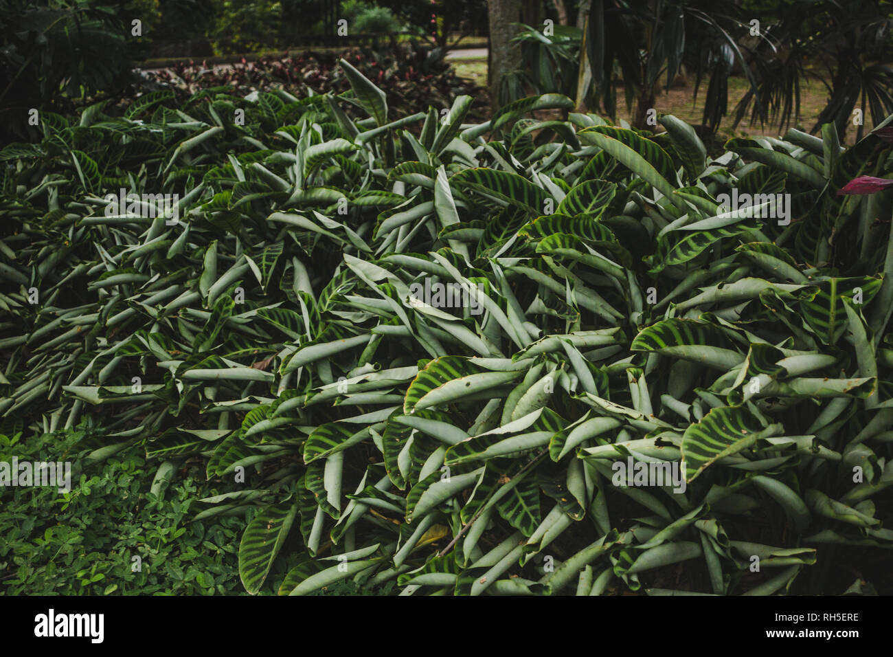 Résumé fond vert foncé - petite plante texture Banque D'Images