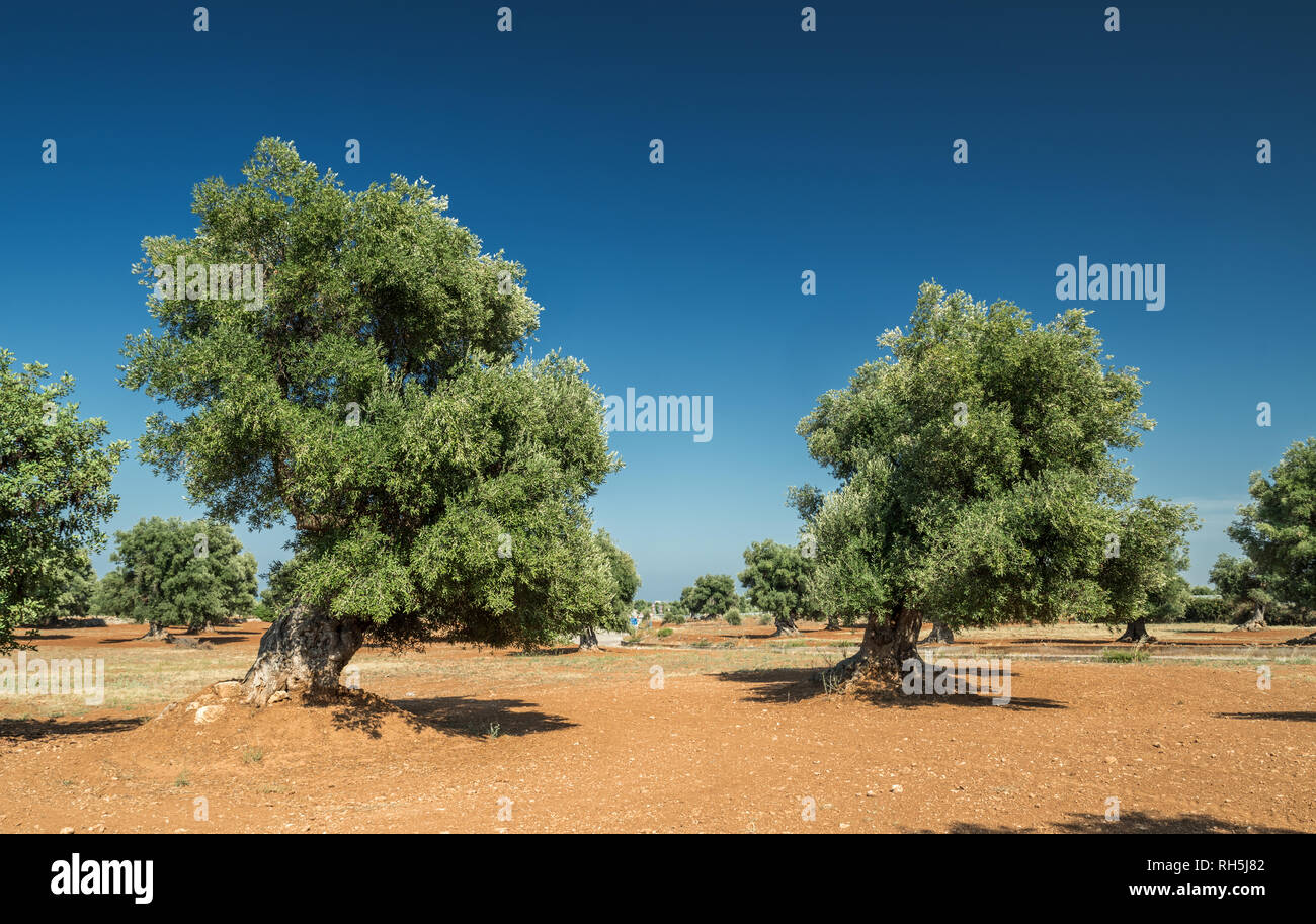 Plantation olive méditerranéenne avec un vieil olivier au premier plan. Banque D'Images