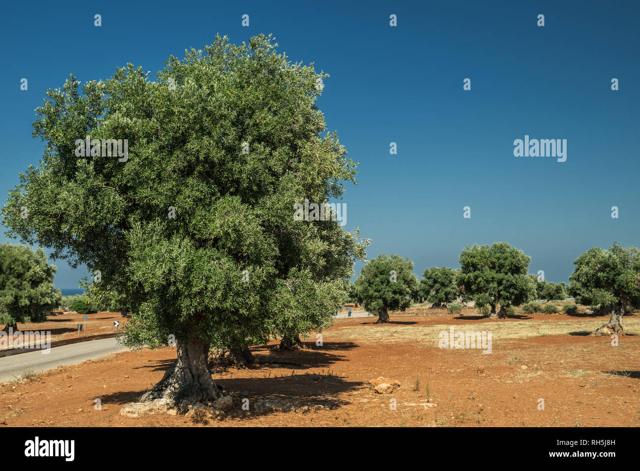 Plantation olive méditerranéenne avec un vieil olivier au premier plan. Banque D'Images