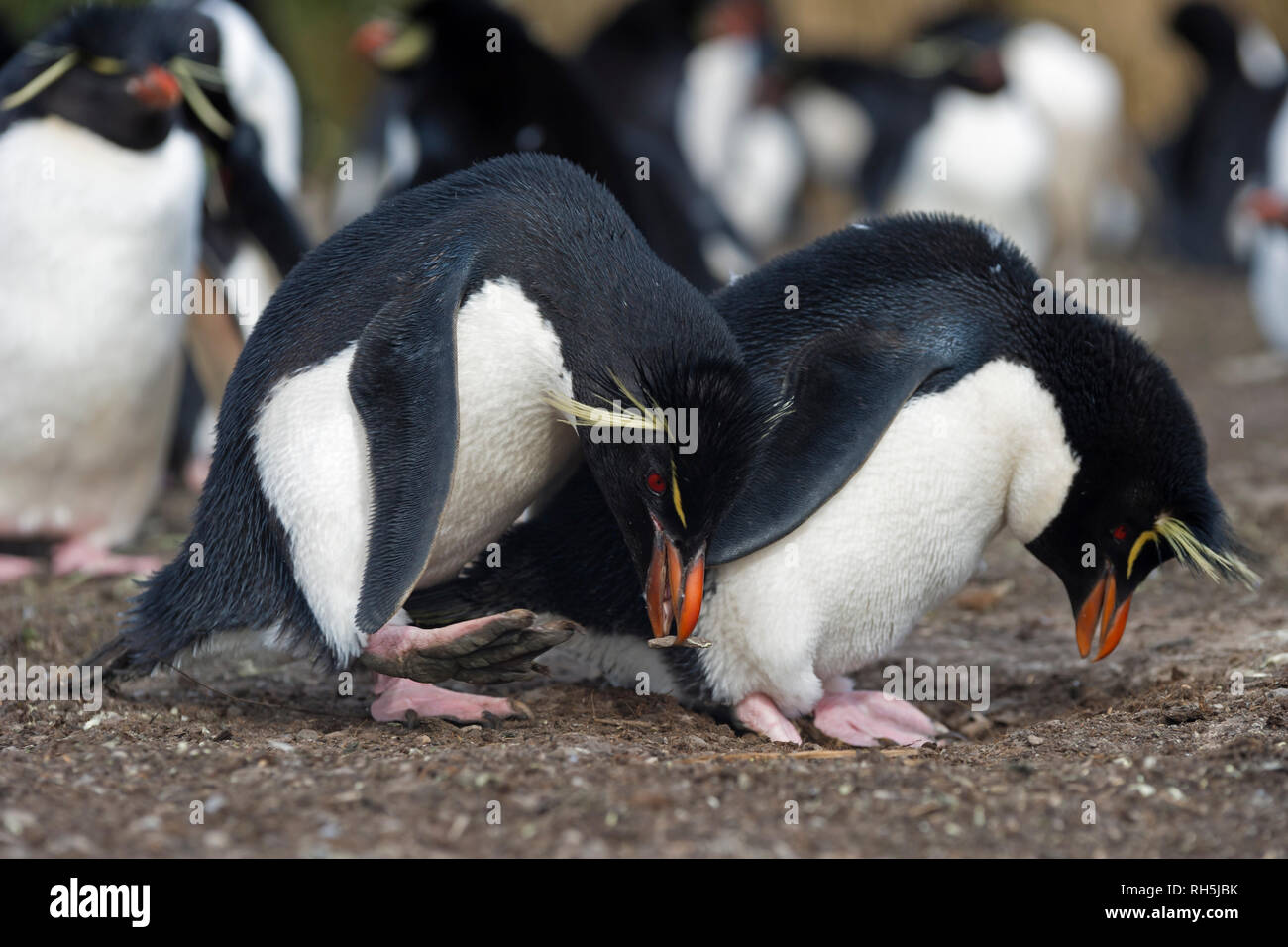 Gorfous sauteurs Eudyptes chrysocome debout à nid tête baissée l'accouplement posent plus sombres des îles Falkland Island Banque D'Images