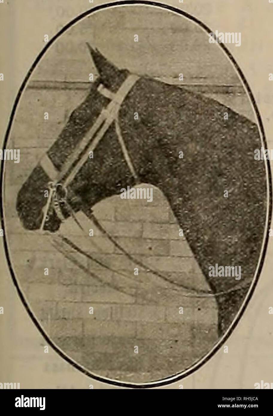 . Source et sportsman. Les chevaux. L'INTÉRIEUR DE LA MAISON UNE SÉLECTION DE POLO POLO PONIES un choix de chevaleresque, bien élevée et KENTUCKY CALIFORNIE VENTE DE CHEVAUX DE SELLE en leçons d'équitation et DrivingâEvening J. J. Classes G ET H I N McADRIAN 2:24 Sire de Bert Kelly 2:12V* Trix McAdrian (2) . 2:23  % Reg. N° 45391. Cal. Licence d'état de grâce Pure Chalmers (mat.) .2:20  % produites n° 317. McAdrian d'olive (2) tr..2:22 produits par Guy McKINNEY (sire de Vernon McKinney 2:01 V2, Linden Girl 2:22, etc.) : feuille d'érable 2:34  % par Adrian 2:26 % ; troisième barrage, Blanche Patchen, par Mambrino Patchen, etc. 58 McAdrian est o Banque D'Images