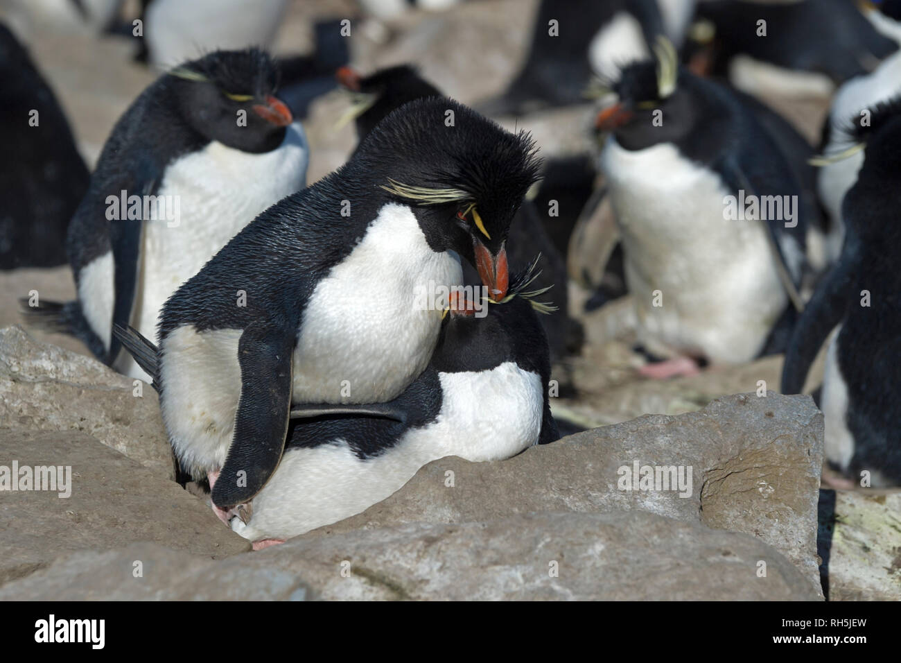 Gorfous sauteurs Eudyptes chrysocome l'accouplement au nid dans les roches de l'île sealion Iles Falkland Banque D'Images
