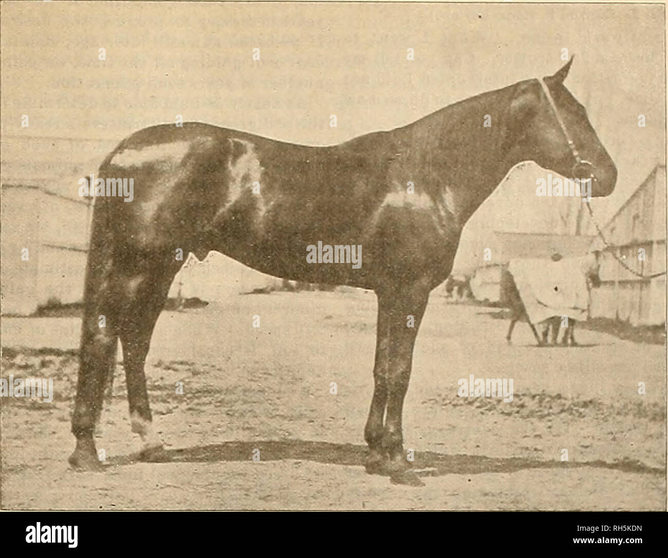 . Source et sportsman. Les chevaux. MASCH 25, 1905] gSreefrer ^croft ©il porrtsrocro grosse vente mardi soir prochain. N'mies la vente de trente chef de race standard trotters et paeert du célèbre Oakwood Park Stock Farm mardi soir prochain à Fred H. Cnase &AMP ; Co saiesyard dans cette ville. Voici une possibilité d'obtenir un vainqueur, une route ou un cheval poulinière chez votre propre prix. Les chevaux seront au chantier le dimanche. Cresceus pour une piscine. [Trotter et stimulateur.] M. George H. Ketcham, propriétaire de l'étalon champion Cresceus, était en ville la semaine dernière et est retourné à Tolède le samedi. Banque D'Images