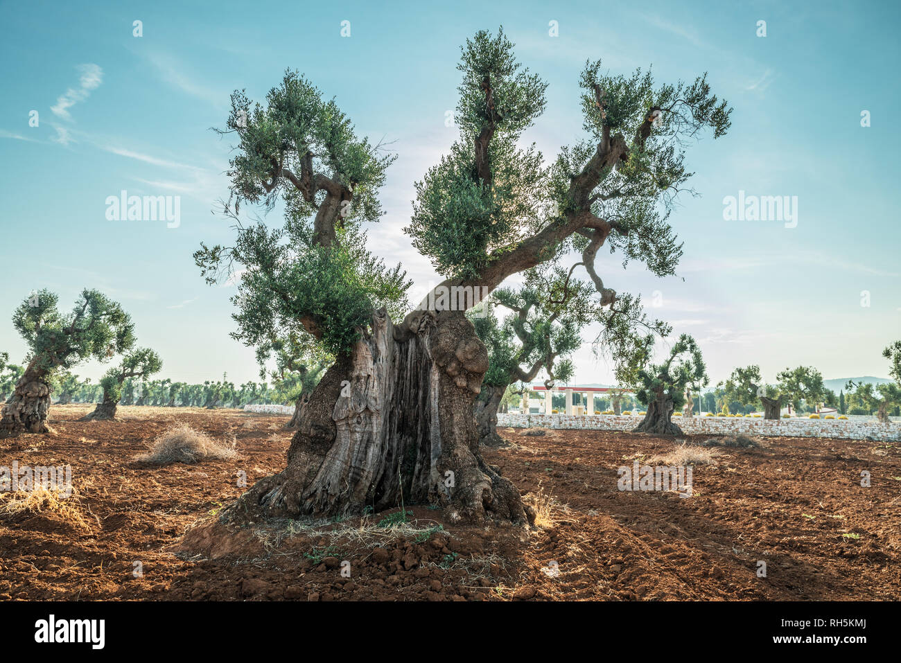 Plantation olive méditerranéenne avec un vieil olivier au premier plan. Banque D'Images