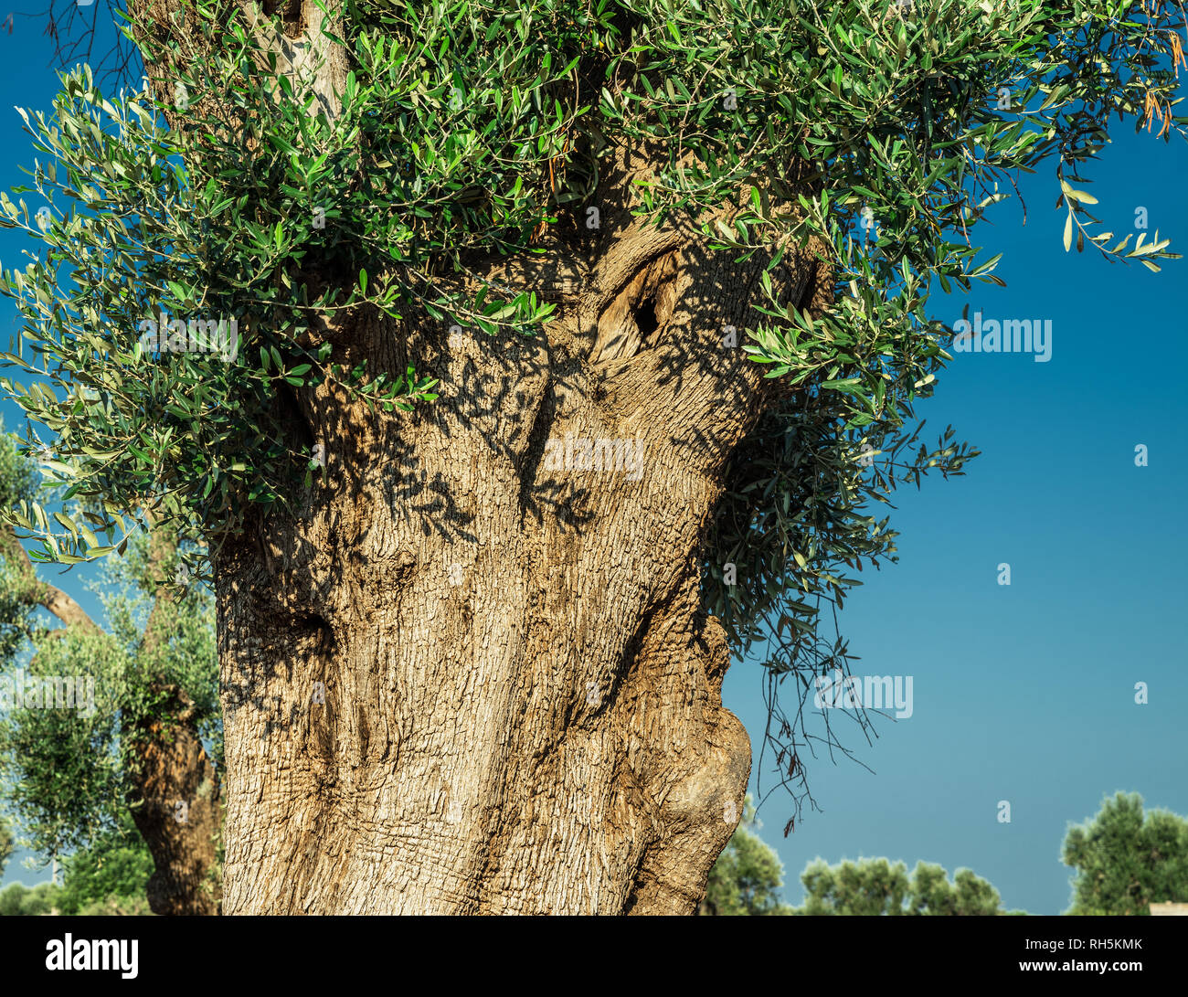 Plantation olive méditerranéenne avec un vieil olivier au premier plan. Banque D'Images