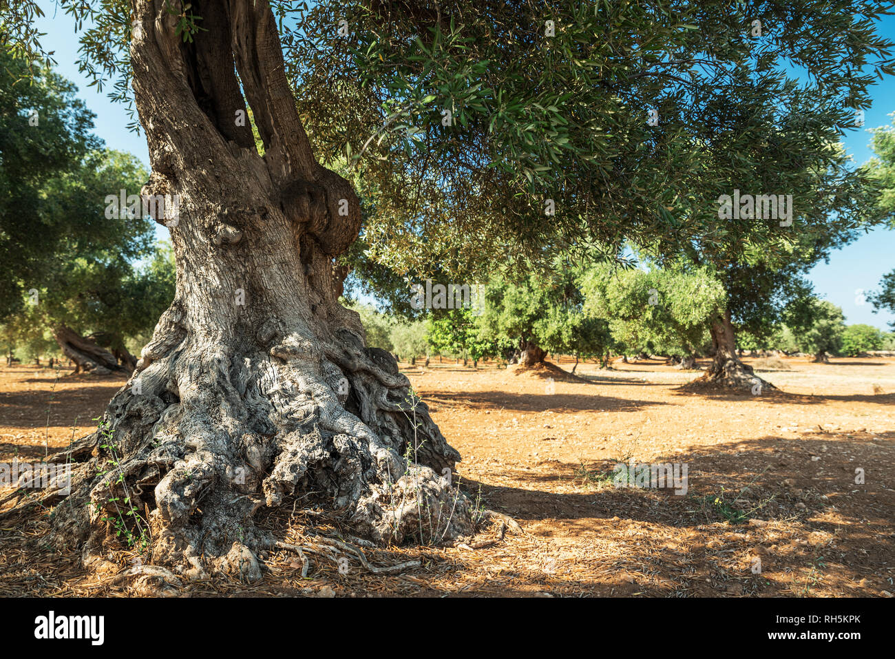 Plantation olive méditerranéenne avec un vieil olivier au premier plan. Banque D'Images