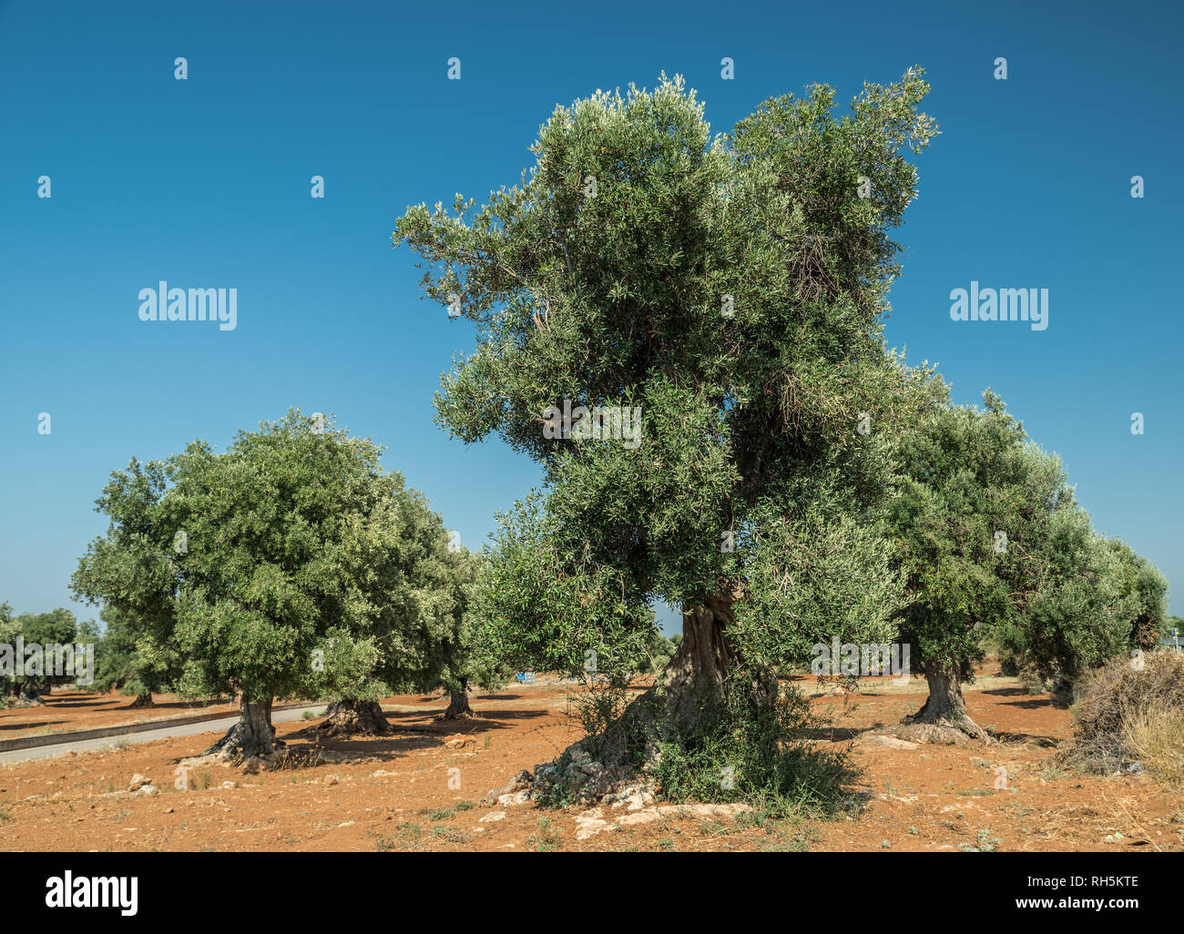 Plantation olive méditerranéenne avec un vieil olivier au premier plan. Banque D'Images