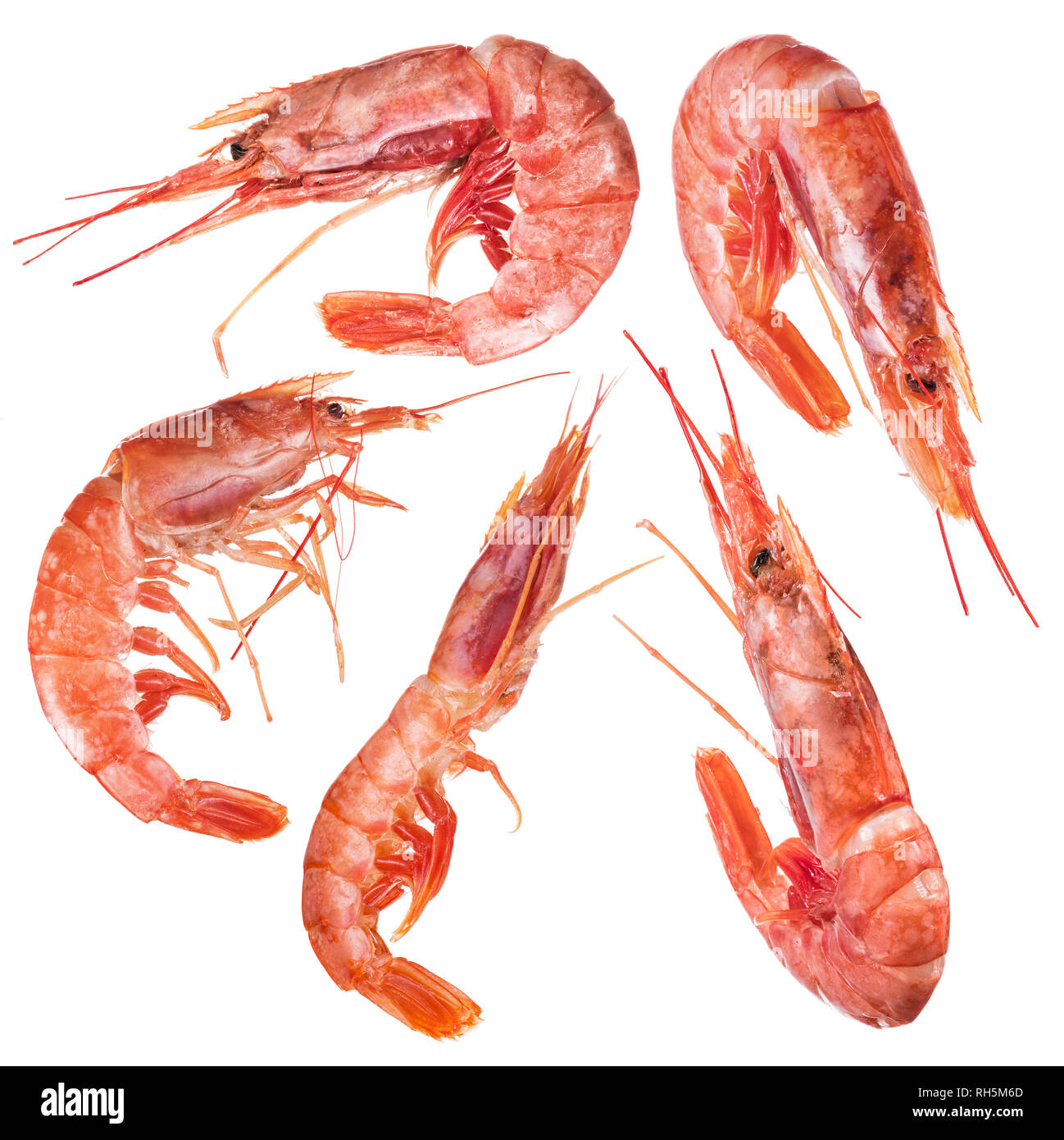Cinq crevettes sur fond blanc. Fichier contient chemin de détourage. Banque D'Images