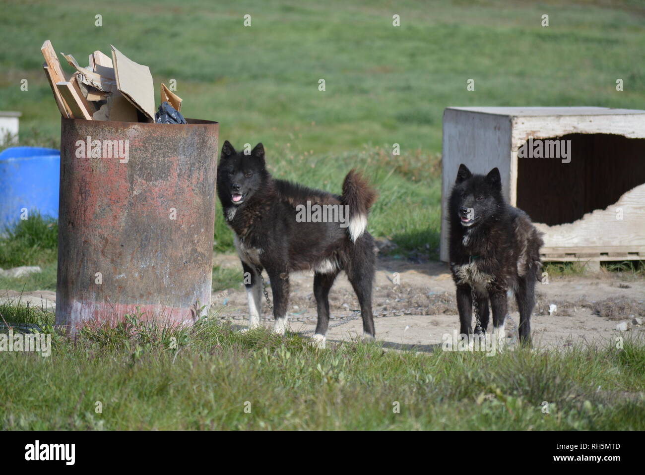 Ilulissat, Groenland - Juillet, enchaînés Sled Dog / Husky s'ennuient en été, traîneau à chiens huskies / sur l'herbe et chiens Banque D'Images