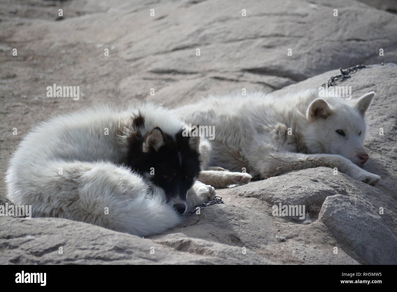 Ilulissat, Groenland - Juillet, enchaînés Sled Dog / Husky s'ennuient en été, traîneau à chiens huskies / sur l'herbe et chiens Banque D'Images