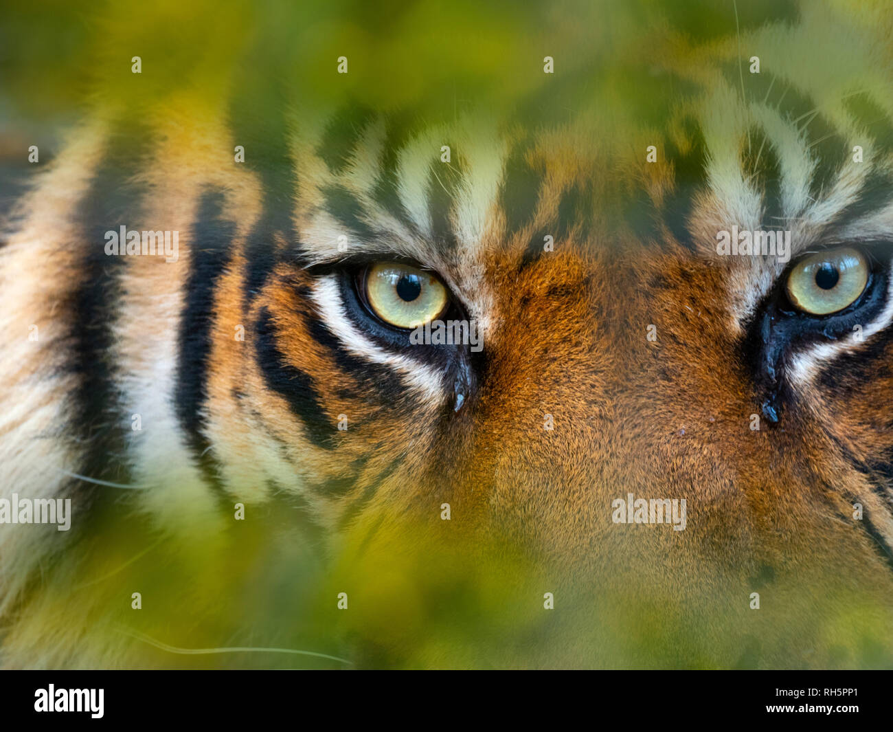 Tigre de Sumatra Panthera tigris sondaica prisonnier Banque D'Images
