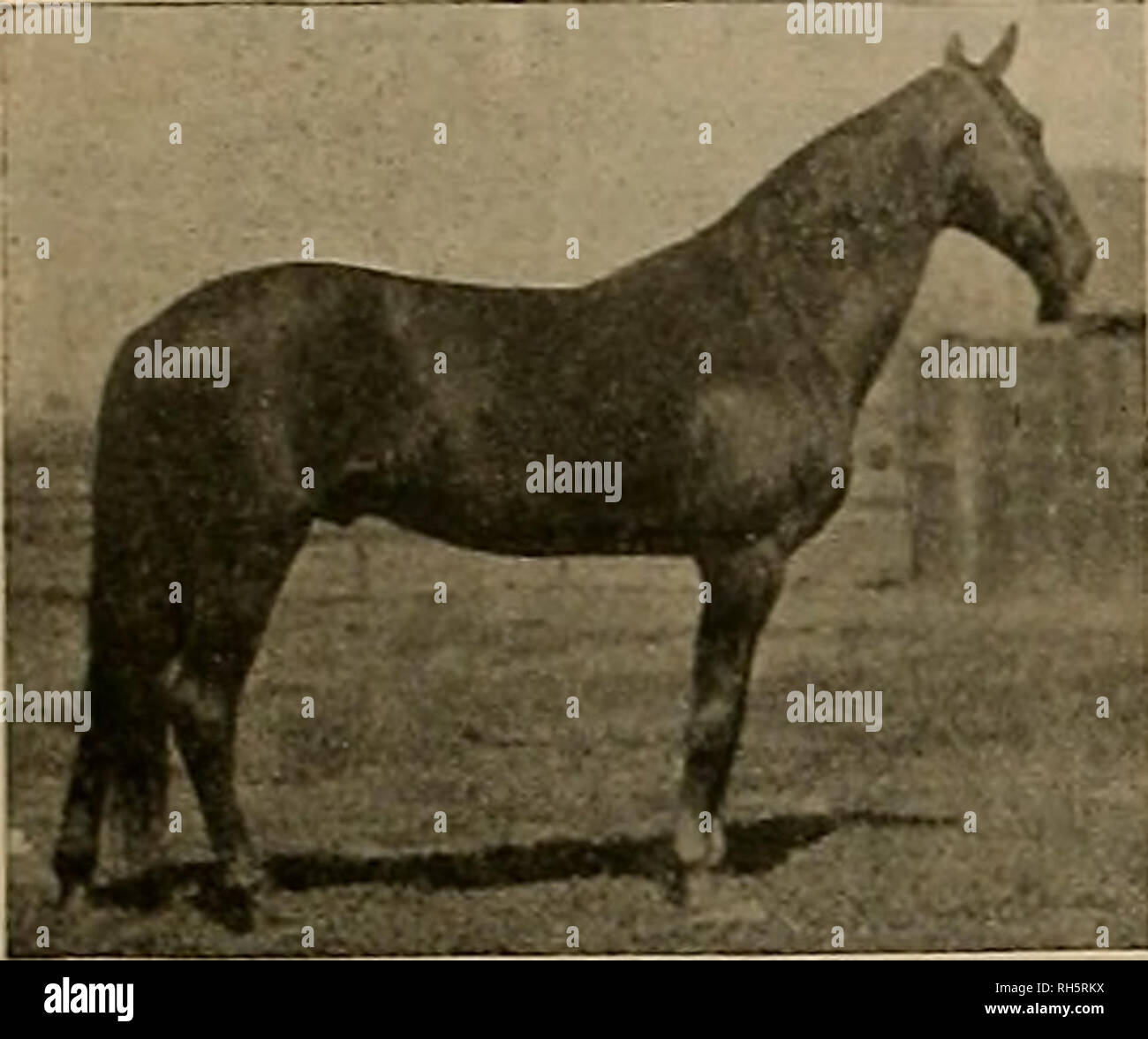 . Source et sportsman. Les chevaux. Par Quy Wilkes 2:15^, barrage Lida W. 2:18J, Support pour disques en 2:181 Gapt. Tom joyeux -Compilateur d- TABLEAU DE PEDIGREES (chevaux pur-sang seulement) Adresse 534, rue du Printemps du Sud 1-2 Los Angeles, Californie Fait référence à l'Honorable Wm. C Whitney, New York ; l'honorable Perry Belmont, New York ; R James Keene Esq., New York ; E. S. Gardner. Jr.. Niles, Tenn., Wm. Hendrie Esq.. HamiIton,Ont. Pour les propriétaires de chevaux. Millard F. Sanders a situé à Pleasantou, où il effectuera une formation de première classe Messieurs stable ayant des poulains ou chevaux qu'ils souhaitent élaboré à la vente ou à des fins de course peuvent être accom Banque D'Images