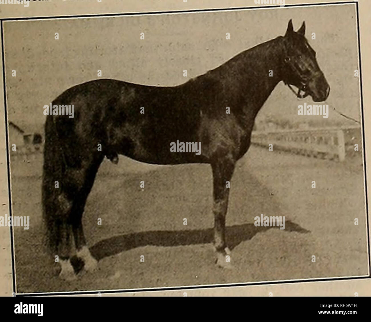 . Source et sportsman. Les chevaux. Clin DAN Â ¢* qui sera testé dans le grand jeu de stimulation Dy Charles A. Durfee. DR. BURNS JR. 2:04 % le chef de l'Est de l'envahisseurs et son formateur, Al Whitney, à Los Angeles. Maplewood Farm, blk m Anna Carll arbitrage par un barrage, ^Lusirous Rodney 2Â ¢ McKinney par McKinney, barrage â splendeur par Mamb sursauter un ^^   dam Bergen Horse Co., en s -t" Mlle regarder par-Aitalena à crête du barrage R Peterson, b g u Garçon Hal, par Altamont. Poupée BABT 2:10 % I L hangars du substitut pour Albaloma 2:08  % dans le capital de 20 000 $ pour 2:10 trotters. Coupe d'ARGENT POUR LE NORD-OUEST DE CLAS Banque D'Images