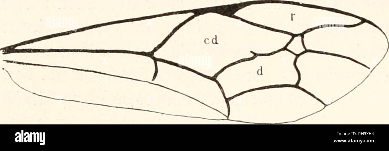 . Brehms Tierleben. Allgemeine kunde des Tierreichs. Zoologie ; le comportement animal. Â 536§Ã¼gter autf(. f(^lupfiÃ¼e penartigen orfnr [33Ijnben iinb;mrc ah bafier trotj vieler )^n-iebeiil eitcn fd))ber dans SebcnÂ fÃ¼ljtung§ =. gleid bie;cu :^avnen itftÃ¤3 : blinbe fufjtofc nbc, 93(aben mit fadfarti^ gcfd)Io[fenem 93^ittel = bann. Sie nndjticjftc ainiUe initcr g-bcn (Sdjinnrolieriuefpeu fit bic 6'ber tcn (FC)Â"d)Itt))flt)Cf^ncumoncit ober cn)Sd (Iclmeiimoiiidae), bie dans ganjen¤Ã ber à'¶norfornmen artenreidjfteii elt, am¤iifitjfteit IjÃ imb aber dans¶rblid iiÃ ben geiiuif5i)eu(3tue ^omn finb. ^{)j' 9iame fiibrt Banque D'Images