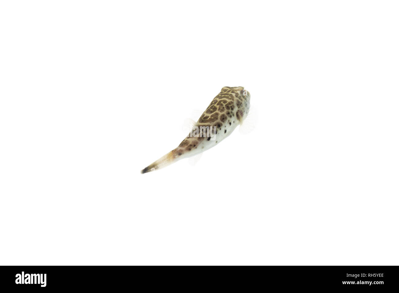 Les poissons d'Aquarium puffer isolé sur fond blanc Banque D'Images