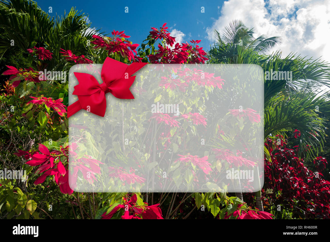 Poinsettia sauvage de plus en plus sur une journée ensoleillée à Saint-christophe, île des Caraïbes. Banque D'Images