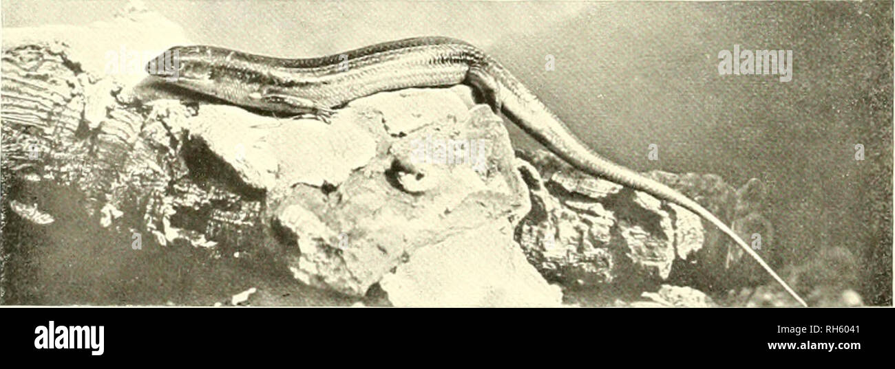 . Brehms Tierleben. Allgemeine kunde des Tierreichs. Zoologie ; le comportement animal. 5. Öeineincr, SkinN Scincus officinalis Laiir. ' ; [I.il. Gr., s- S 202 W. P. Daiulo, F. Z S - London phot.. t). L'Eumeces sclineideri Daud. V'.t i);il. Or., art. S. 208. - Acniiv iniisl Fnlir - D..Mll. iiliol Veuillez noter que ces images sont extraites de la page numérisée des images qui peuvent avoir été retouchées numériquement pour plus de lisibilité - coloration et l'aspect de ces illustrations ne peut pas parfaitement ressembler à l'œuvre originale.. Brehm, Alfred Edmund, 1829-1884 ; Zur Strassen, Otto L. ,- 1869 ; Heck, Ludwig, 1860- ; Hempelmann Banque D'Images