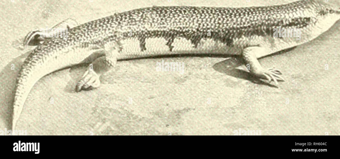 . Brehms Tierleben. Allgemeine kunde des Tierreichs. Zoologie ; le comportement animal. ^^ s*i:I1 r,r , S S 2')ii Audi 4. Lyyosoma quoyi D. B. il.iii ZnoV irlrii r, Fr, En-inktiiii W .i:i ' je iiiu .:ln - j'irmstiidt |. 5. Öeineincr, SkinN Scincus officinalis Laiir. ' ; [I.il. Gr., s- S 202 W. P. Daiulo, F. Z S - London phot.. Veuillez noter que ces images sont extraites de la page numérisée des images qui peuvent avoir été retouchées numériquement pour plus de lisibilité - coloration et l'aspect de ces illustrations ne peut pas parfaitement ressembler à l'œuvre originale.. Brehm, Alfred Edmund, 1829-1884 ; Zur Strassen, Otto L. , 18 Banque D'Images