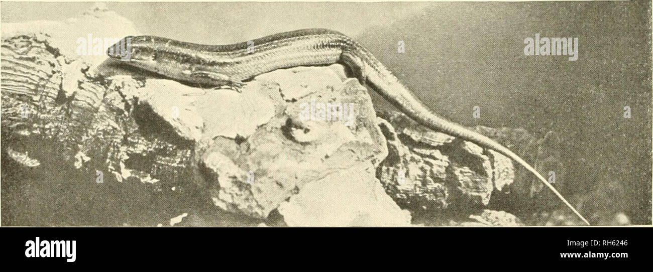 . Brehms Tierleben : allgemeine Kunde des Tierreichs .  ; . 5. Öcmeiner, Scinque Scincus officinalis Laur. V2 nat. Gr., art. S. 202. - W. P. Dando, F. Z. S.-London ptiot.. 6. L'Eumeces schneideri. Daiid V3 nat. Gr., art. S. 208. - Fahr-Darmstadt Aenny phot.. Veuillez noter que ces images sont extraites de la page numérisée des images qui peuvent avoir été retouchées numériquement pour plus de lisibilité - coloration et l'aspect de ces illustrations ne peut pas parfaitement ressembler à l'œuvre originale.. Brehm, Alfred Edmund, 1829-1884 ; havior. Banque D'Images
