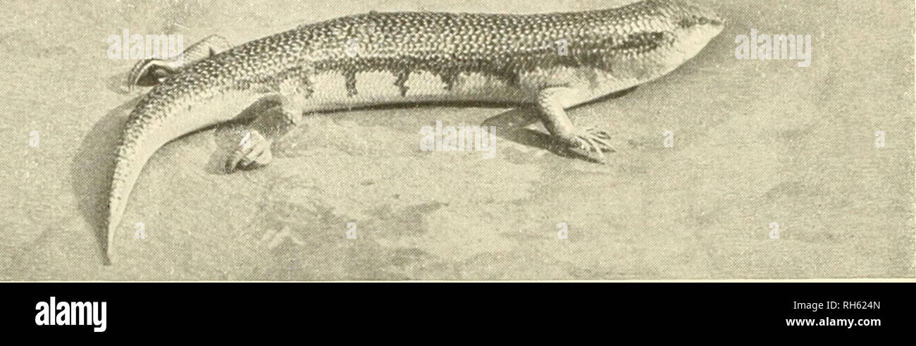 . Brehms Tierleben : allgemeine Kunde des Tierreichs .  ; . .&Lt;je ?-^ '# " 4. Qiioyi Lygosoma D. B. '/2 nat. Gr., art. L'ARTICLE 21)0. - Aufn. aus dem Zoo !. Garten en Frankfurt a. M. von Aenny Fahr- Darmstadt.. 5. Öcmeiner, Scinque Scincus officinalis Laur. V2 nat. Gr., art. S. 202. - W. P. Dando, F. Z. S.-London ptiot.. Veuillez noter que ces images sont extraites de la page numérisée des images qui peuvent avoir été retouchées numériquement pour plus de lisibilité - coloration et l'aspect de ces illustrations ne peut pas parfaitement ressembler à l'œuvre originale.. Brehm, Alfred Edmund, 1829-1884 ; havior. Banque D'Images