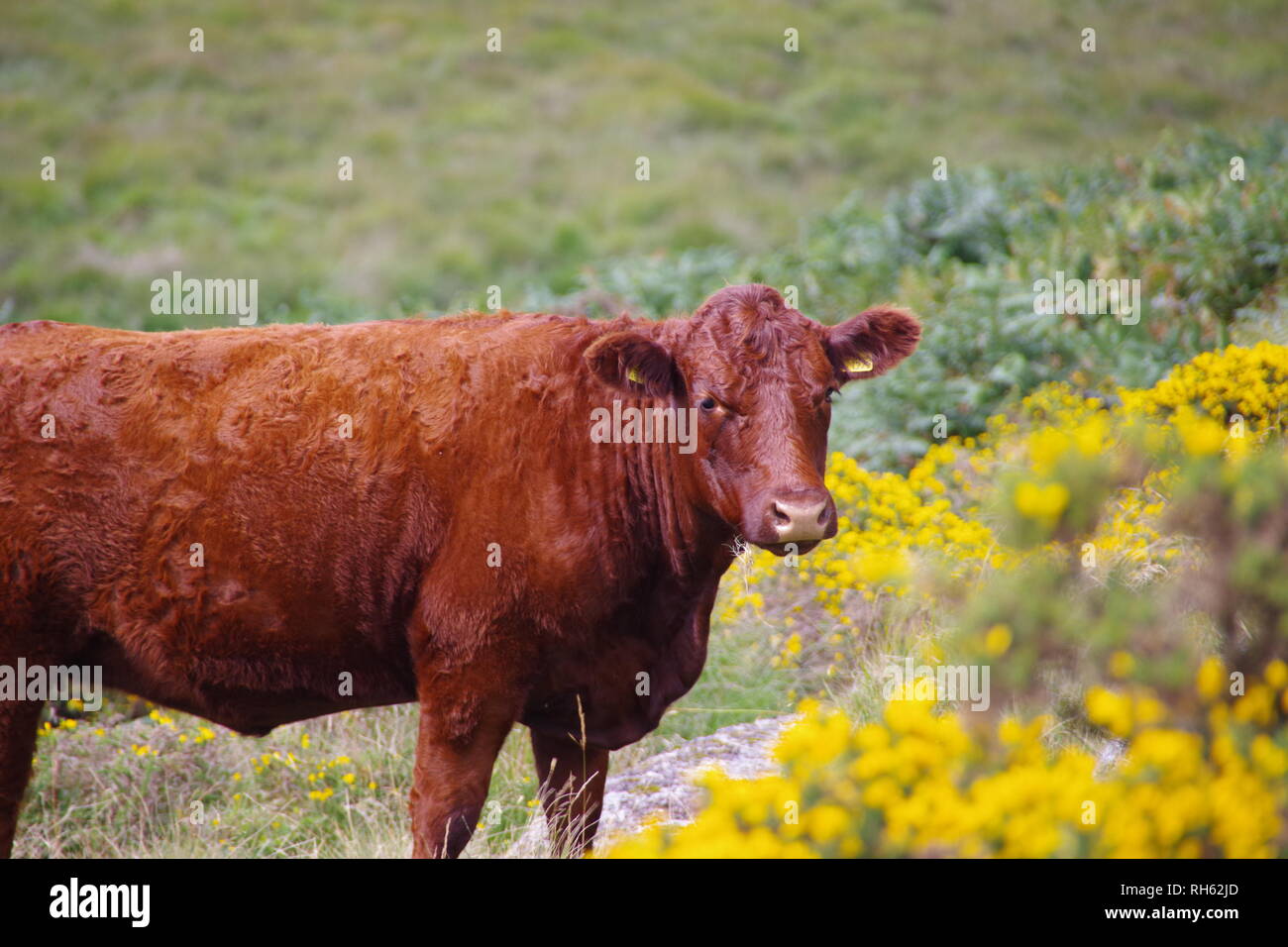 Ruby red Devon vaches (Bos taurus), sur les pâturages par Heath Wistmans Wood, Dartmoor National Park, Devon, UK. Banque D'Images