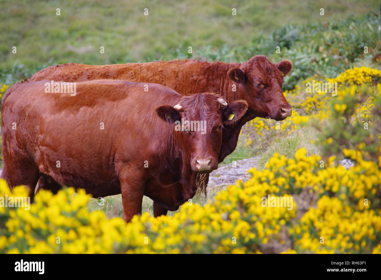 Ruby red Devon vaches (Bos taurus), sur les pâturages par Heath Wistmans Wood, Dartmoor National Park, Devon, UK. Banque D'Images