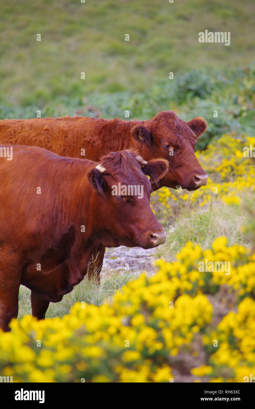 Ruby red Devon vaches (Bos taurus), sur les pâturages par Heath Wistmans Wood, Dartmoor National Park, Devon, UK. Banque D'Images