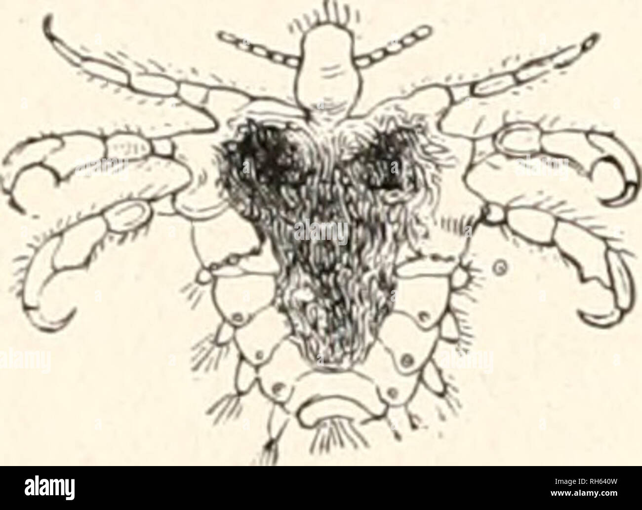 . Brehms Tierleben. Allgemeine kunde des Tierreichs. Zoologie ; le comportement animal. 130 Stotrobcntien : Saufe. 93tofenfüf Slxt5lcr. ber affinis Pediculus. Mjöb §Eigen. ©o I)aben [ie §. ^. bie ei)(^arafteriftifcTjen bunHercii X .3eicf)nungen auf ben^iinterlcit .s&gt (StücfcnfcIjUben terfittcn;3) gemciitfam. Vlopflau^ m o teur .ber |ef)r ital}c[tcl)enbc ?(rt ne Ungejiefer SÜeiberläufe fiiib bie, la DMV)c borguggtoeife ^Jienjdjen beucn§ e, arrivé sur nottnenbigen^einüdjfeit ber Ü mangelt, ^Slleiberlauy Pediculns ie, vestimenti Nitzsch (corporis), ift anfel)pinb)er aB bie iTopf(au6, benn ha§ Jiännrfjen : 9er Banque D'Images