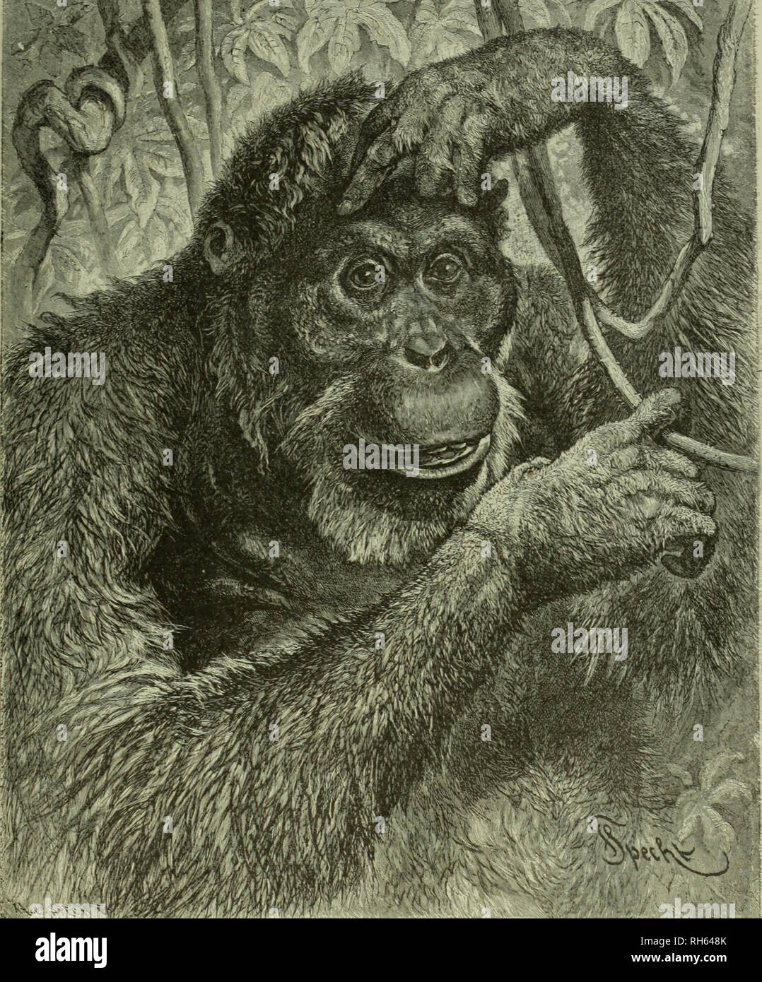 Brehms De La Vie Des Animaux Une Histoire Naturelle Pour