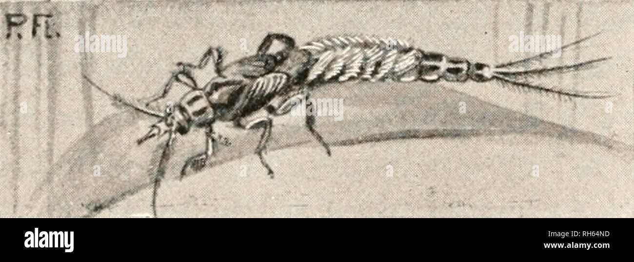 . Brehms Tierleben. Allgemeine kunde des Tierreichs. Zoologie ; le comportement animal. .-'-'"TMf J. i.'uup ariie ans. oci' bar unter bcfincluljcü •öaut .Subimago- gcfiijUipf ßSeiiieiiien Eintagsfliege ti Imago ber.. Veuillez noter que ces images sont extraites de la page numérisée des images qui peuvent avoir été retouchées numériquement pour plus de lisibilité - coloration et l'aspect de ces illustrations ne peut pas parfaitement ressembler à l'œuvre originale.. Brehm, Alfred Edmund, 1829-1884 ; Bibliographisches Institut Leipzig ; Zur Strassen, Otto L. ,- 1869 ; Heck, Ludwig, 1860- ; Hempelmann, Friedrich, 1878- ; Heymons, Richar Banque D'Images