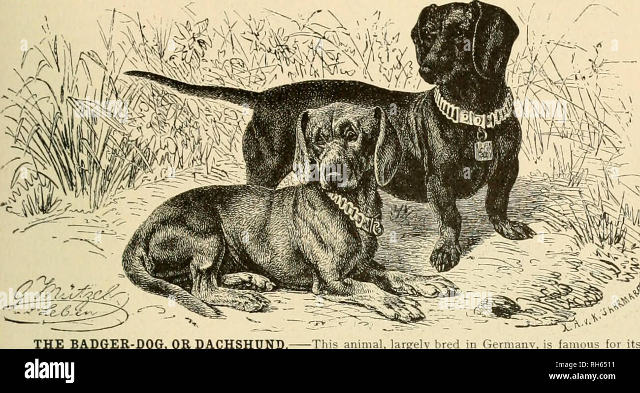 . Brehm's de la vie des animaux : une histoire naturelle pour l'instruction populaire accueil et pour l'utilisation d'écoles. Mammifères marins ; le comportement animal. Le CHIEN DE MASTIFF FAMILIAL. 219 Trouver le cheval le chien n'est pas l'homme au sol avec une telle force qu'il ne pourrait pas récupérer immédiatement le choc. D'autre part, si mon chien a vu un homme poussant une brouette très lourds, il serait toujours fonctionner à l'aide, tirant sur le véhicule de l'avant avec ses dents solides. " Sa force est conforme à sa taille énorme. C'était l'enfant-play à l'exercice, pour un long. voir il déballé, et saisirait la f Banque D'Images