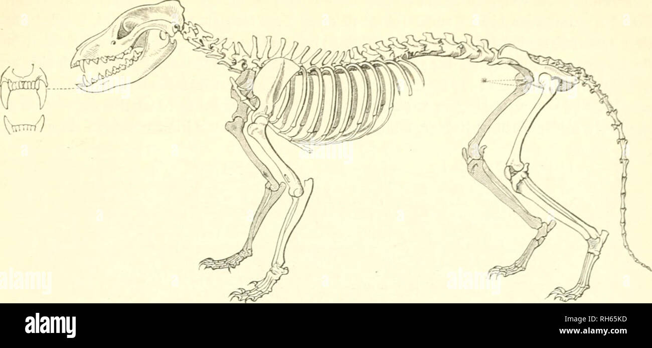 . Brehms Thierleben : Allgemeine Kunde des Thierreichs. Le comportement animal ; Zoologie. iBeutehooli iÖevOreituu' : ; !. Uffittr ?(;a(t. 54 :. ©eript§3bc) un eiitcI&gt;t)o(fel. ( ?Setlincr anatomiidjen ÜJIujeum bem tul.) S)er 23euteItDotf eör, 3a = ober ^eute(f)uub (Tliylacinus nocephalus cy. Di- unbPeracyon delphyS ; Dasyurus cynocephalus), ber unique je t^eöenbe}ertrctcr (3 = beion von Bern ©tppe, trägt feinen 5iamen nicfit mit Unrecht ; bcnn jiiieint er en ber 2^roitber à ein &lt;6U 3unb fein. Geftrecfter SSeib "Sein, bie @AELE(t être" J ?opfe§^aBgefe ftarf bie, Sc te^nauje, bie aufre(f)t = ETP{)enben Ct)ren Banque D'Images