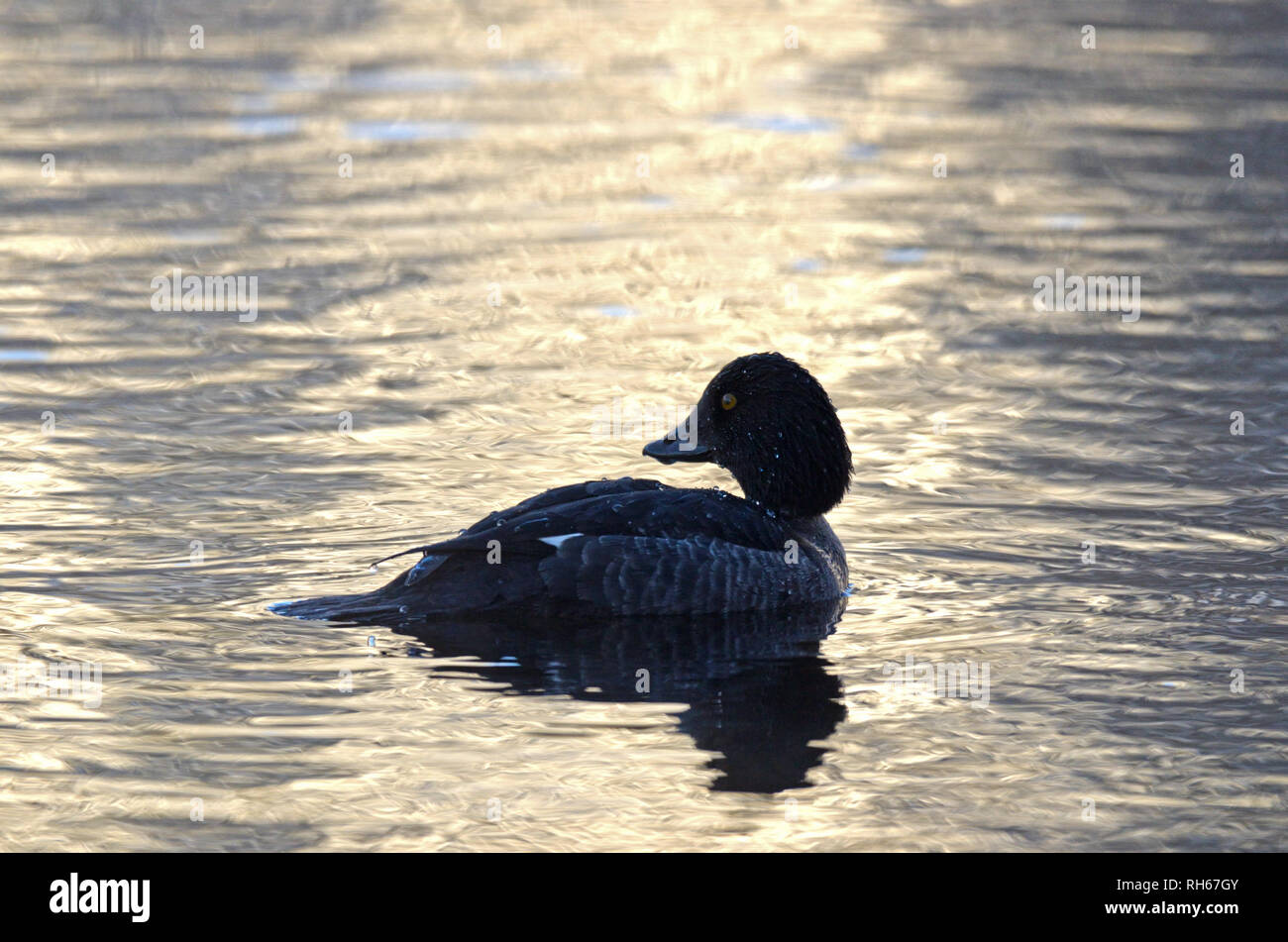 Œil d'or commun femelle sur un étang le long de la rivière Yaak pendant des températures inférieures à zéro au début de l'hiver. Vallée de Yaak, Montana. (Photo de Randy Beacham) Banque D'Images