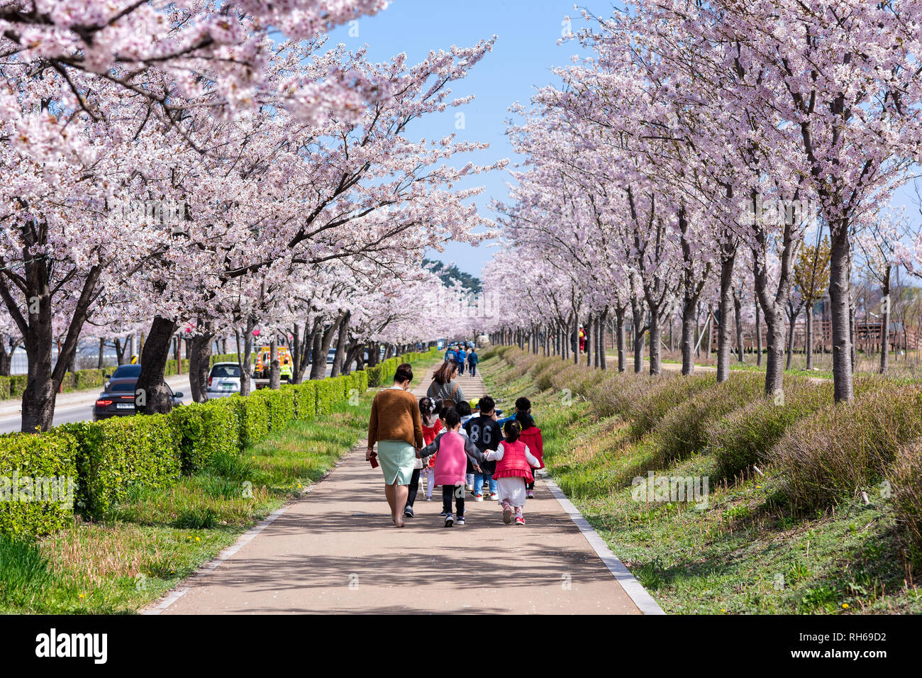 Les enfants aiment Cherry Blossom in Gyeongpodae lake Park, Gangneung city. Banque D'Images