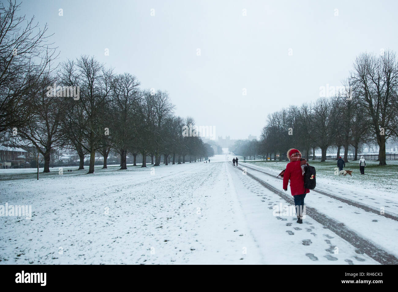 Windsor, Royaume-Uni. 1er février 2019. Une nuit de neige, en face du château de Windsor sur la longue promenade à Windsor Great Park. Plus de neige devrait tomber au cours de la matinée dans la région de Berkshire et des dizaines d'écoles restera fermé pour la journée. Credit : Mark Kerrison/Alamy Live News Banque D'Images